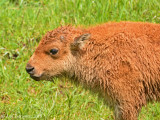 American Bison Calf