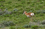 Pronghorn in Flight