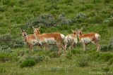 Pronghorns