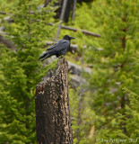 Common Raven