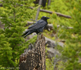 Common Raven