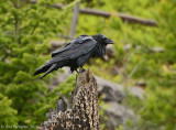 Common Raven