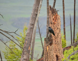 Common Raven