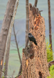 Common Raven