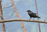 Common Raven
