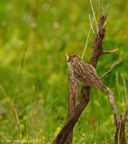 Pine Siskin