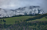 Foggy Day in Yellowstone