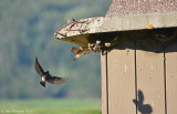 Cliff Swallows