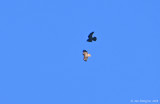 Common Raven Chasing a Red-tailed Hawk