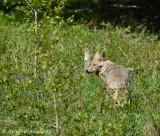 Coyote