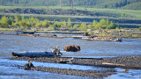 Crossing the Lamar River