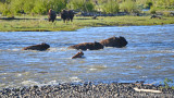 Crossing the Lamar River