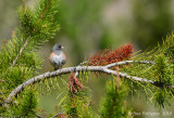 Dark-eyed Junco