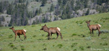 Elk Cows