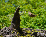 House Wren