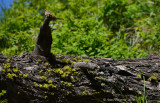 House Wren