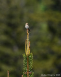 Pine Siskin