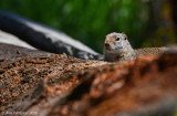 Uinta Ground Squirrel