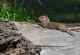 Uinta Ground Squirrel