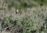 Pine Siskin