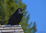 Common Raven