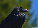 Common Raven