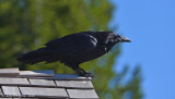 Common Raven