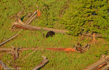 First Black Bear of the Trip