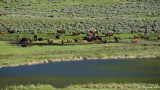 Bison Herd Next to the Lamar River