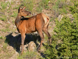 Elk Cow Looking for her Calf