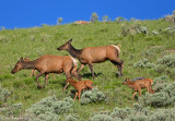 Elk Cows and Calves