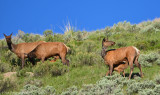 Elk Cows and Calves