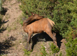 Elk Cow