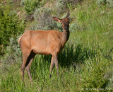 Elk Cow
