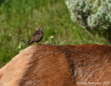 Brown-headed Cowbird Perched on an Elk