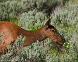 Elk Cow Browsing