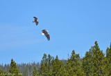 Osprey Chasing a Bald Eagle