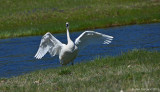 Trumpeter Swan