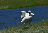 Trumpeter Swan