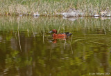 Cinnamon Teal
