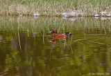 Cinnamon Teal