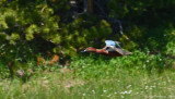 Cinnamon Teal in Flight