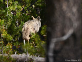 Coyote Sneaking Off