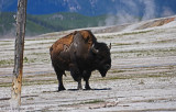Lone Bull