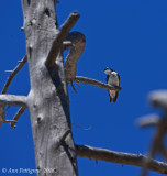 Tree Swallow
