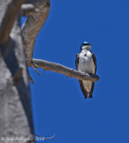 Tree Swallow