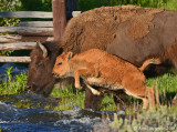 Bison Calf Jumping Stream