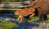 Bison Calf Jumping Stream