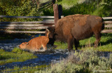 Bison Calf Jumping Stream