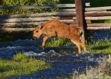 Bison Calf Jumping Stream